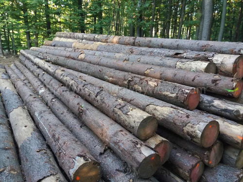 云杉原木報(bào)價 廠家